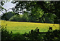 TQ4838 : Buttercup meadow by Beech Green Lane by N Chadwick