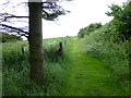 Grassy path, Ballintoy