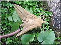 The Drinker moth - Euthrix potatoria (1)