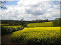 Field east of Netherfield Farm (2)