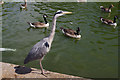 TQ2782 : Heron in Regent's Park by Stephen McKay