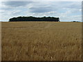 Barley field near Riby