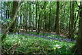 Bluebells, Oakwood Wood