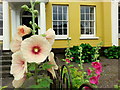 Hollyhocks, Alcea sp.