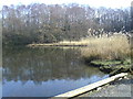 Early spring at Swanwick Lakes (1)