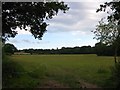 Sheep Waste Field//Cow Field/Apple Tree Field/Lower Hovel Field/Hovel Field