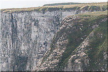 TA2073 : Bempton Cliffs, Yorkshire by Christine Matthews
