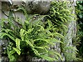 Ferns growing on a wall