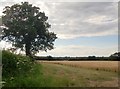 Farmland by Mangrove Lane