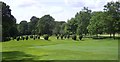 Bushes on the Golf Course