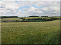 Barley by Debden Road