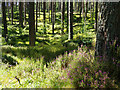 NH9247 : In Keppernach Wood by Julian Paren