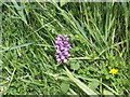 TM4666 : Southern Marsh Orchid at Minsmere by David Smith