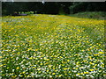 Wildflower meadow at Parliament Fields