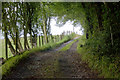 Country Lane near Garway Hill