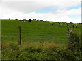 Cows on a hill, Tattraconnaghty