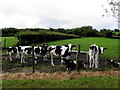 Cows, Mountjoy Forest West Division