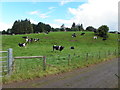 Cows, Mountjoy Forest West Division