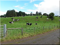 H4276 : Cows, Mountjoy Forest West Division by Kenneth  Allen