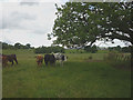 NY5622 : Young cattle on In Moor by Karl and Ali