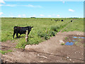 NT6734 : Bullocks near Haymount Farm by Oliver Dixon