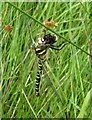 NY4610 : Golden Ringed Dragonfly (Cordulegaster boltonii)  by Russel Wills