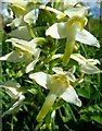 NS3303 : Greater Butterfly Orchid by Mary and Angus Hogg