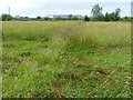 ST3484 : Grassland, Great Traston Meadows by Robin Drayton