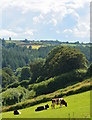 Sloping farmland at Great Wadham Farm, Knowstone, Devon