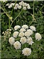 Hogweed, at the roadside