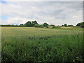 TL4432 : Wheat field  by Hugh Venables