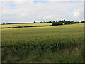 Wheat field