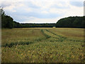 Wheat field