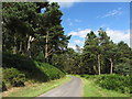 Cwmcarn Forest Drive