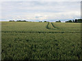 Wheat field at Stickling Green