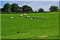 North Devon : Grassy Field