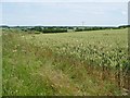 SU4840 : Edge of a wheatfield alongside Hunton Down Lane by Christine Johnstone