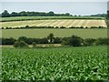 Spring-fed chalk valley, west of Hunton Grange Farm