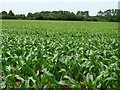 SU4840 : Maize field, north of Hunton Manor Farm by Christine Johnstone