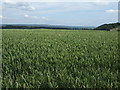 Crop field west of Hollington