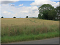 Wheat field at Wimbish Green