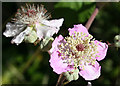 Bramble (Rubus sp)