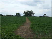 SK2238 : Footpath through crop field by JThomas