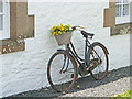 NT7133 : The bicycle as planter by Oliver Dixon