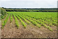 A field of young maize by Trudnoe Farm