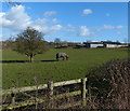 Highfield Farm along Newton Lane