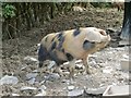SO0953 : Pig in the Pen by Bill Nicholls