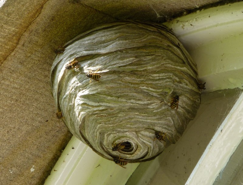 Wasp Byke © Russel Wills :: Geograph Britain And Ireland