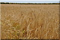 Torridge : Crops Growing