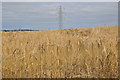 Torridge : Crops Growing